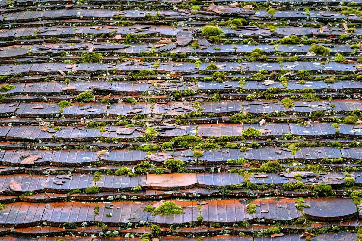 Mousse épaisse installée entre les tuiles d une toiture